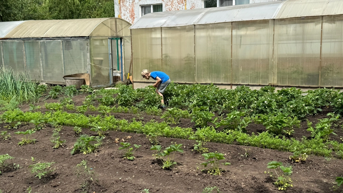 Эти 6 овощей нельзя сажать на одной грядке: соседство, которое погубит весь урожай