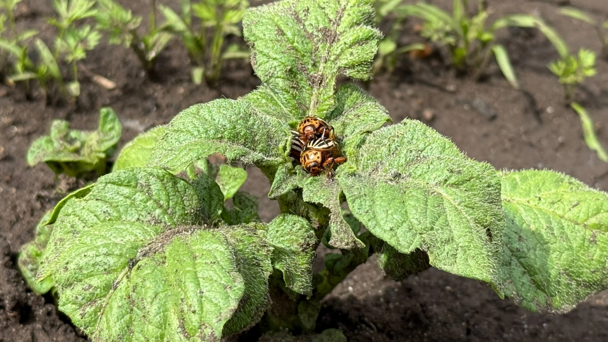 Колорадский жук ненавидит этот запах: высаживаем один цветок и забываем об опрыскивании навсегда