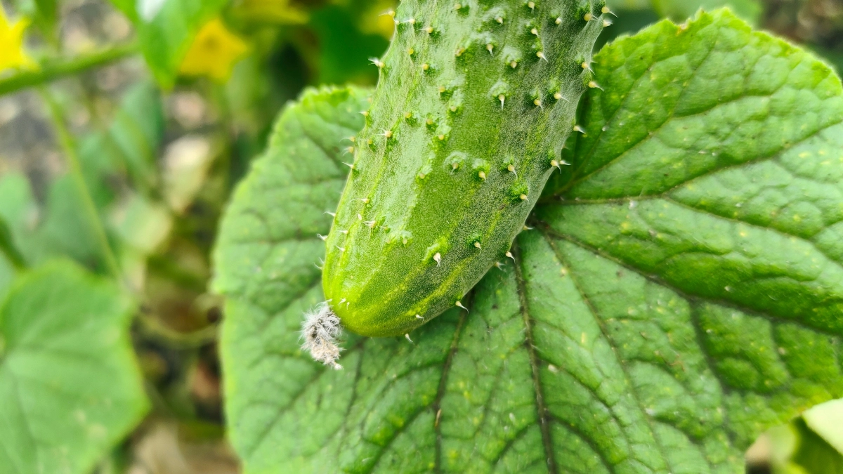 Посадила огурцы «лежа»: урожай собираю вёдрами до самых заморозков