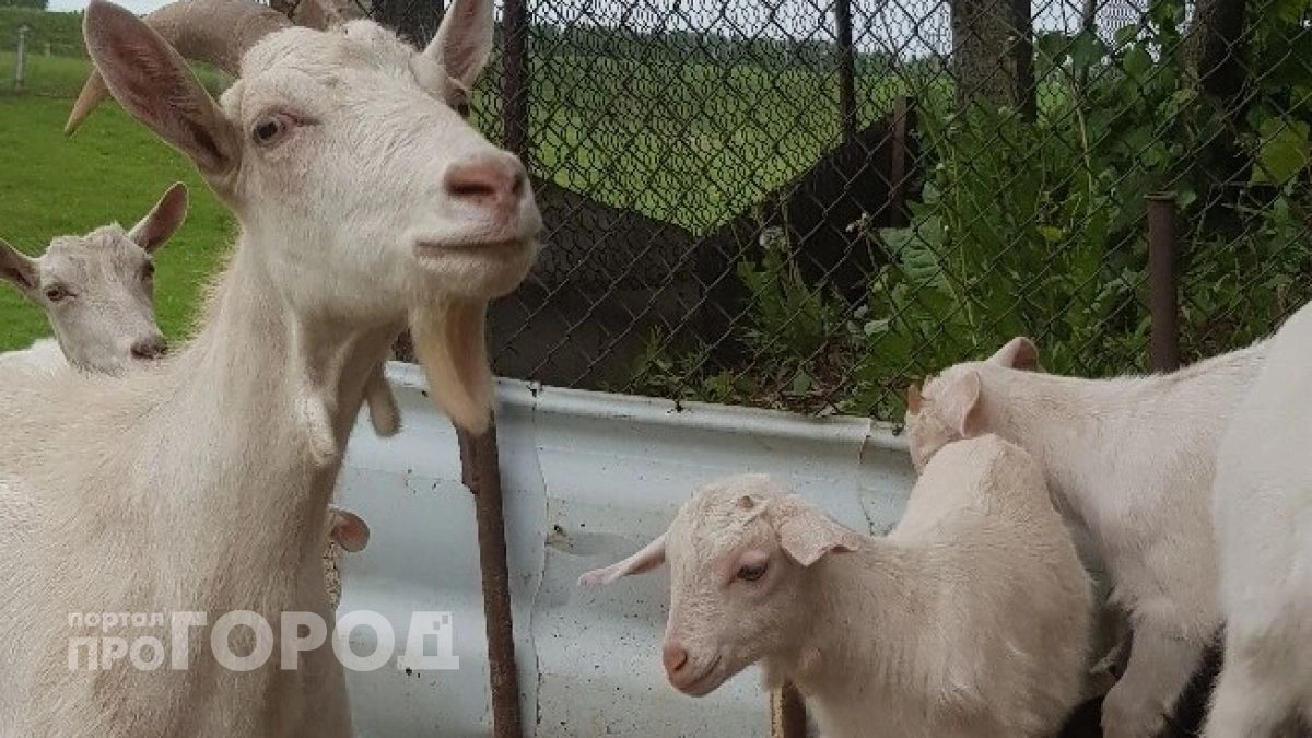 Марийские фермеры отказались отдавать коз и овец на прививки от бешенства и сибирской язвы