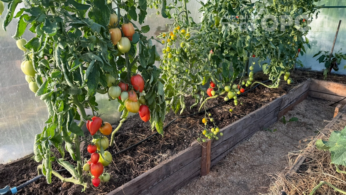 Китайцы всегда подвязывают томаты так, а мы мучаемся часами: попробовал и сэкономил 2000 рублей и 6 часов работы