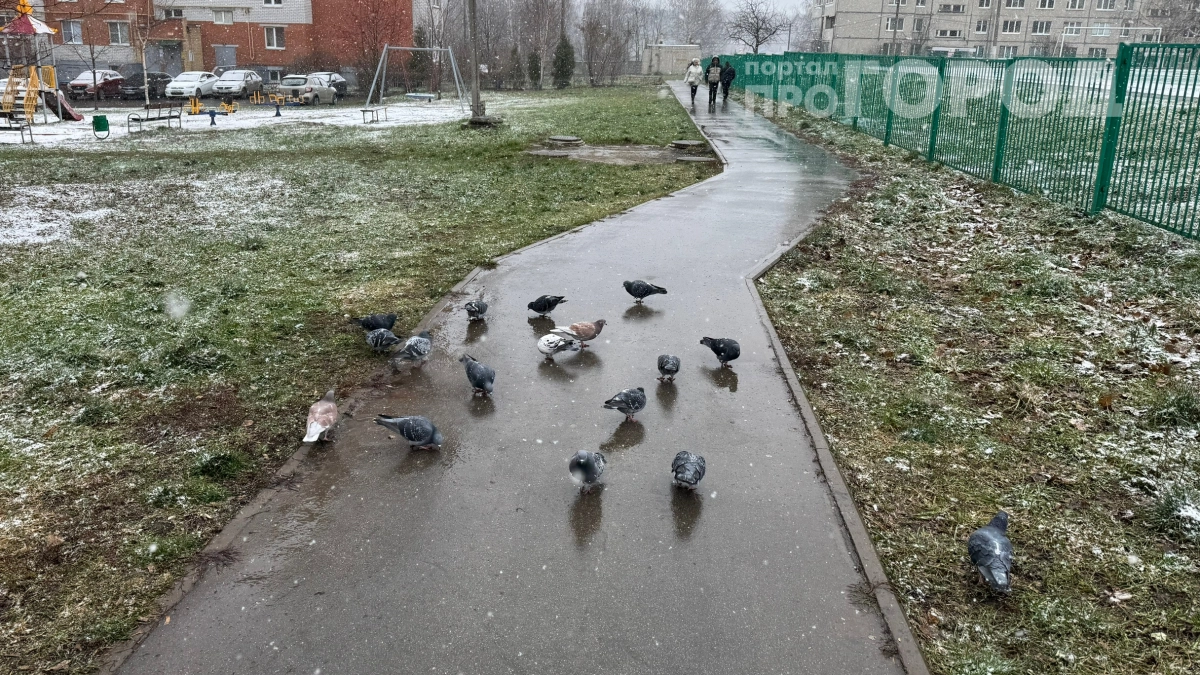 5 000 рублей за горсть крошек: как кормление голубей может опустошить ваш кошелёк