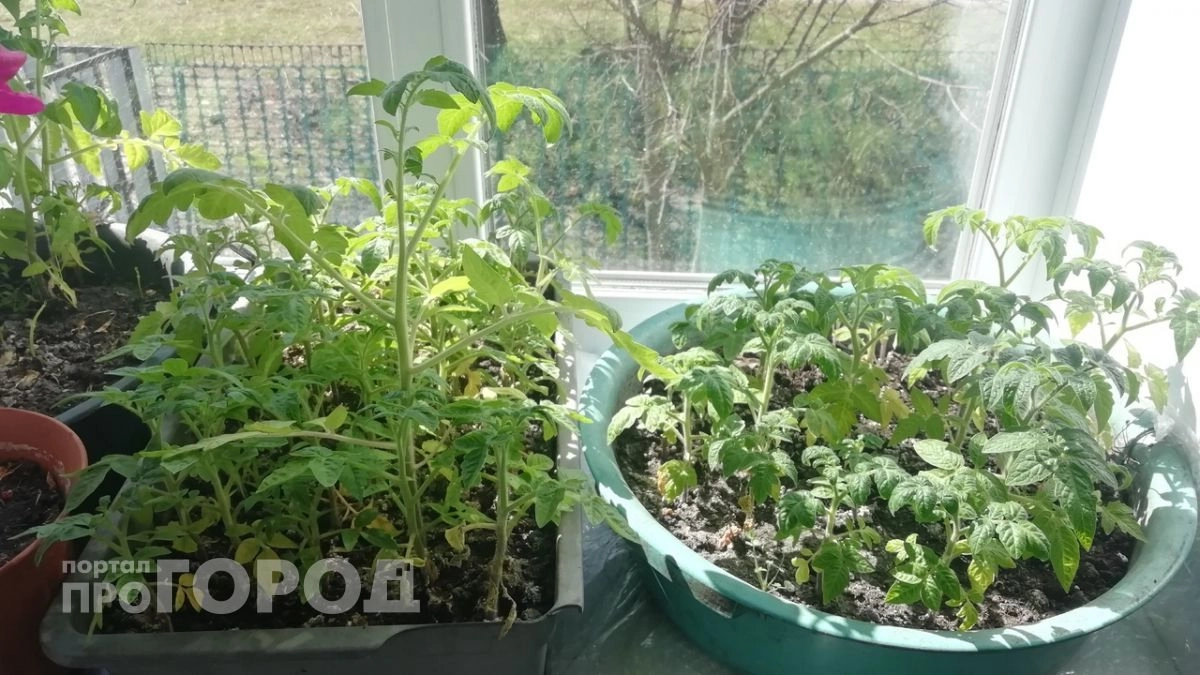 Рассаду помидоров больше не поливаю водой: советский рецепт «коктейля» для мощных корней