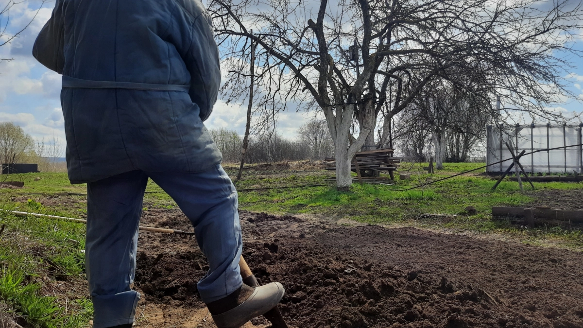 Этот доступный сидерат обгоняет горчицу и фацелию: чем засеять огород перед посадкой