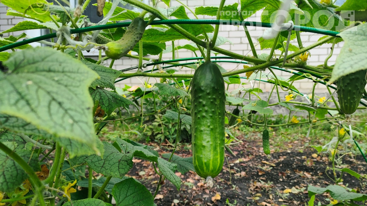 Китайские фермеры смеются над вашими удобрениями: вот что они используют вместо химии