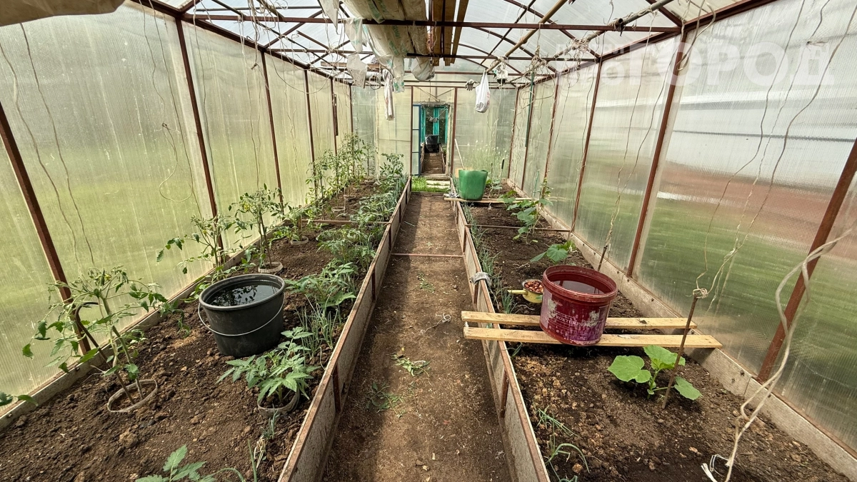 Жуки сбежали под рок-музыку: сосед поставил в теплице колонки — необычный метод борьбы с вредителями