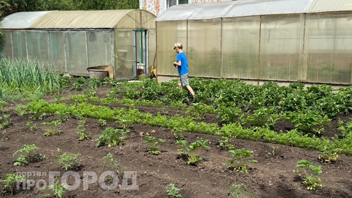 Соседка сорвала спину на грядках, а я забыла о лейках: строим капельный полив без лишних затрат