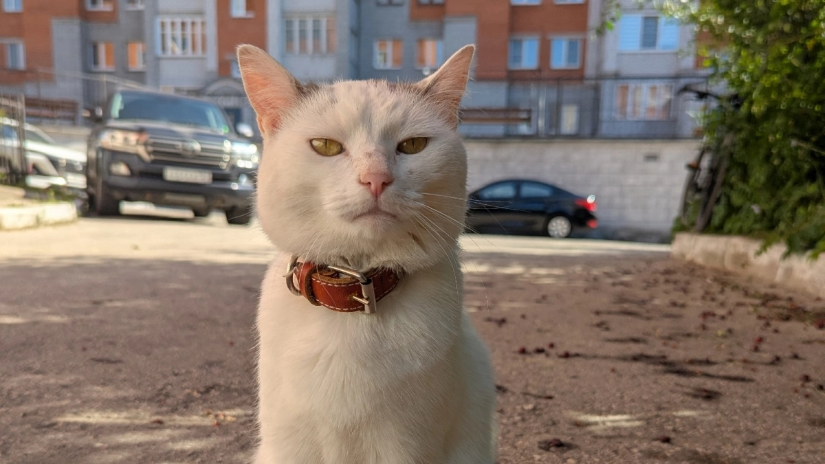 1 в 1 как дворовые: эти домашние кошки стоят сотни тысяч, а мы не знаем