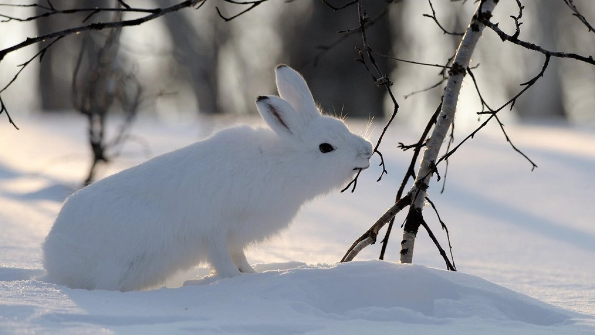 17200 зайцев, 9718 белок: в Марий Эл посчитали лесных животных