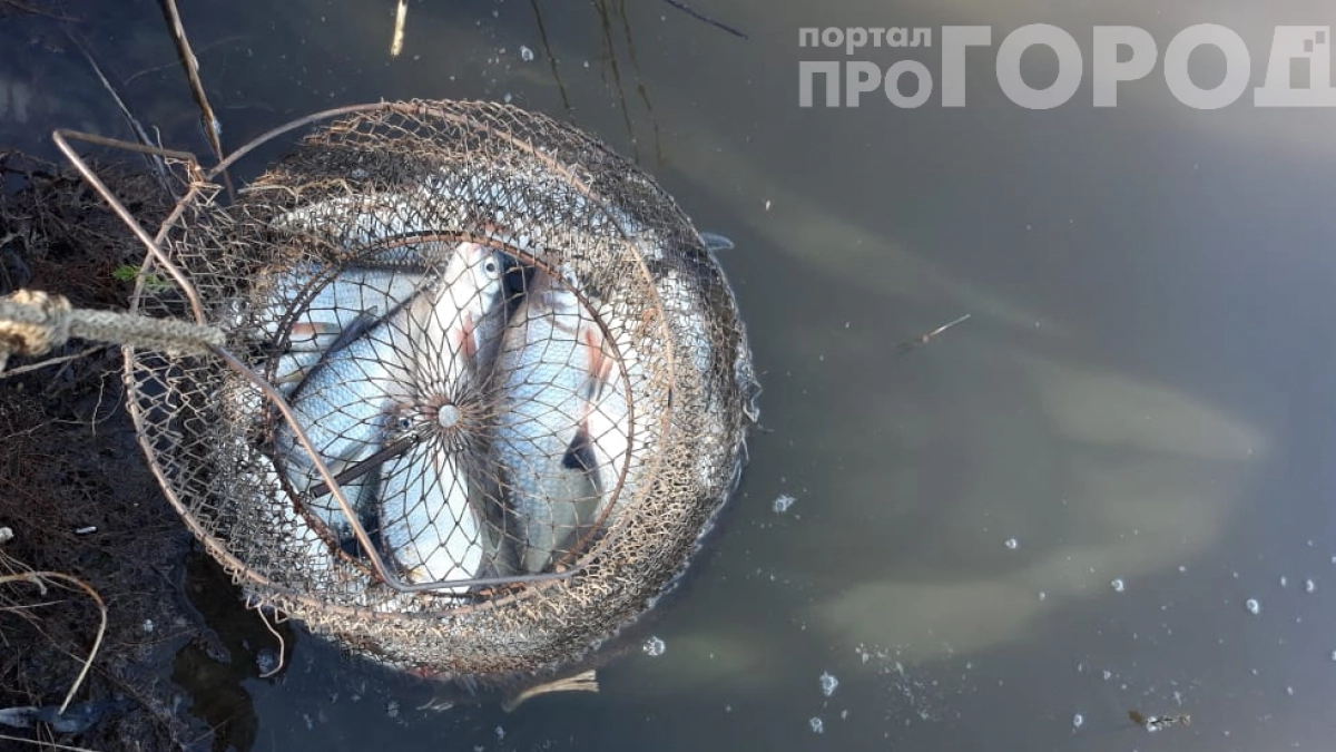 Ловись, рыбка, но не сейчас: когда и где запрещена рыбалка в 2026‑м — разбираем нерестовый запрет