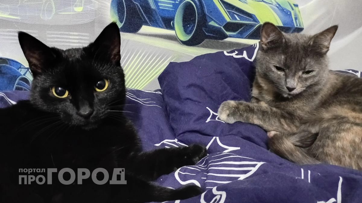 Кошка носится по квартире, как сумасшедшая - это не просто так: что должен знать каждый хозяин