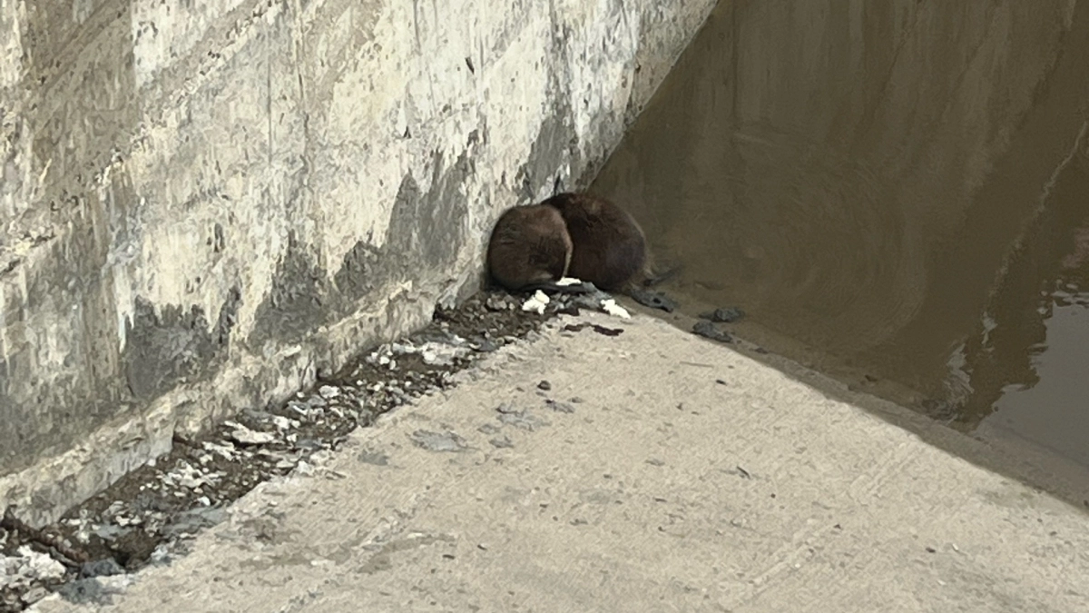 Заботливые йошкаролинцы перепутали ондатр с бобрами и накормили их