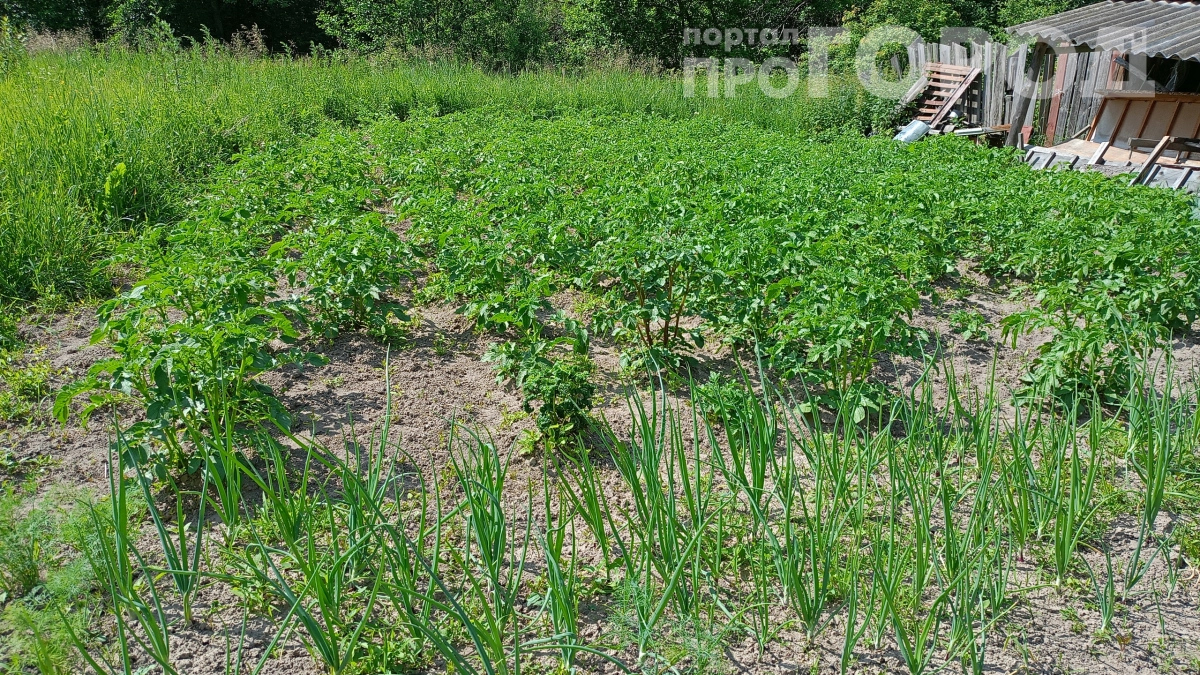 Безопасно для людей и животных: 2 ложки этого удобрения дают картошку размером с кулак — рецепт весенней подкормки