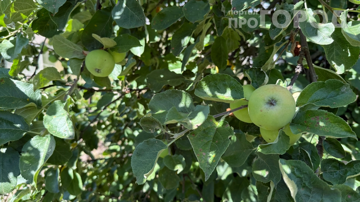 «Пусть лучше сгниют в саду, чем отдам соседям»: садовод рассказал, почему нельзя делиться урожаем