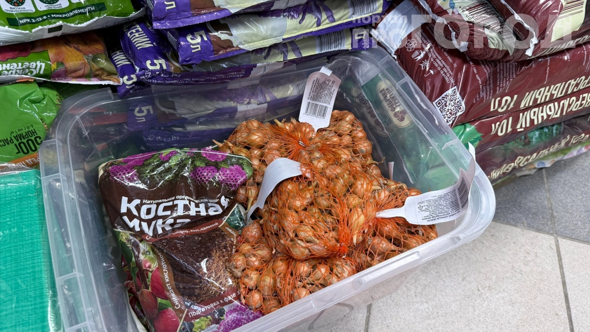 Лук не взойдёт или сгниёт: 5 способов обеззараживания севка весной — не пропустите момент