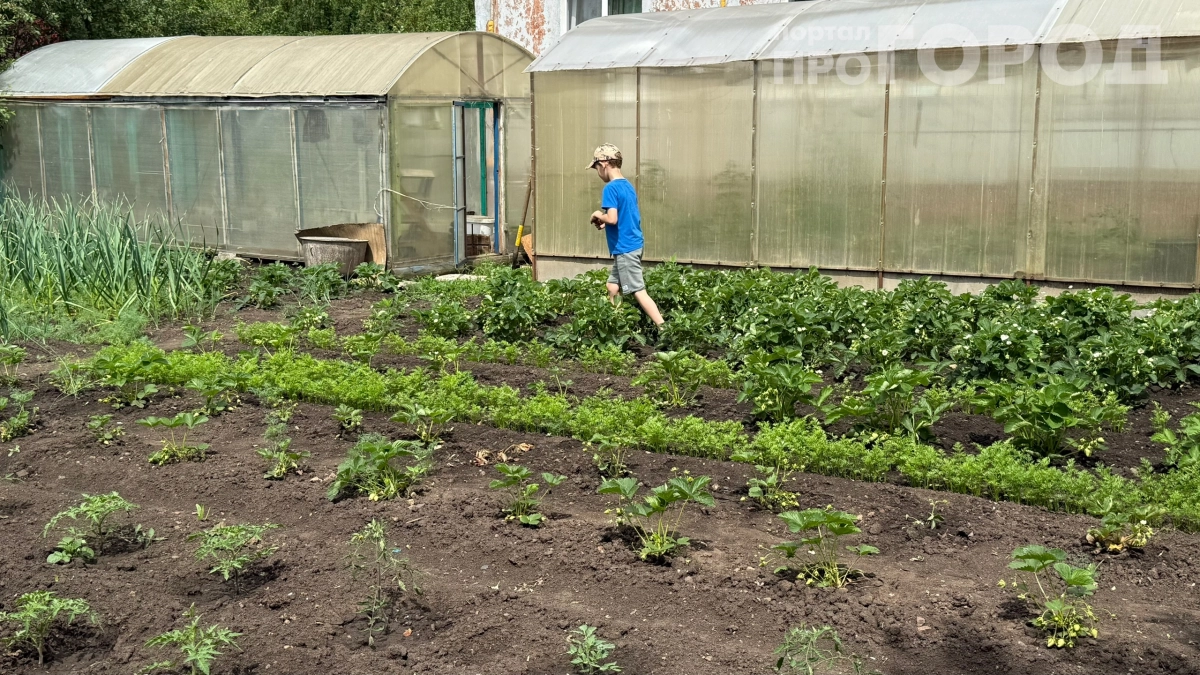 Посадила эти растения — забыла о прополке раз и навсегда: 9 зелёных помощников, которые сами победят сорняки