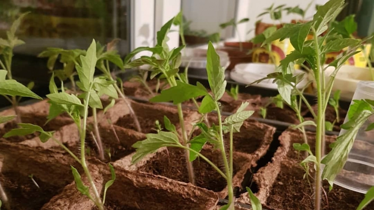 Томаты попрут столбами как сумасшедшие: полейте кусты этим раствором после посадки