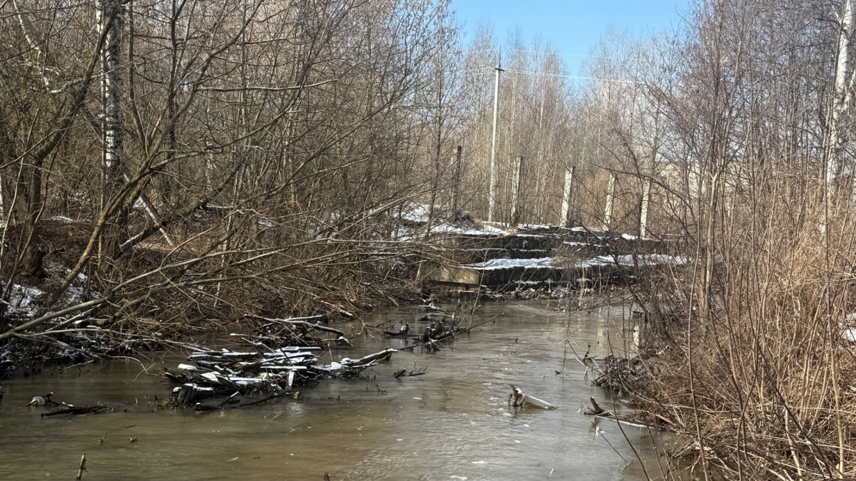 Уровень воды в Семеновке поднимали бобры