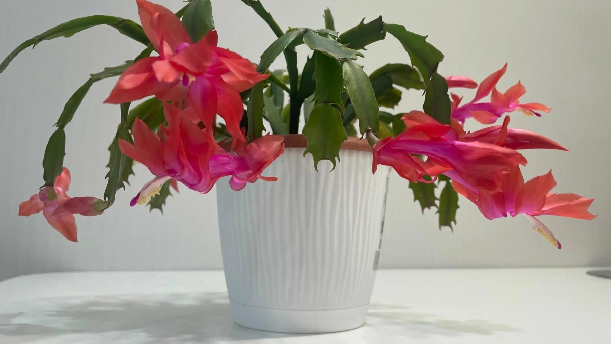 Декабрист задыхается в обычном горшке: пересадите вот так – цвести будет круглый год