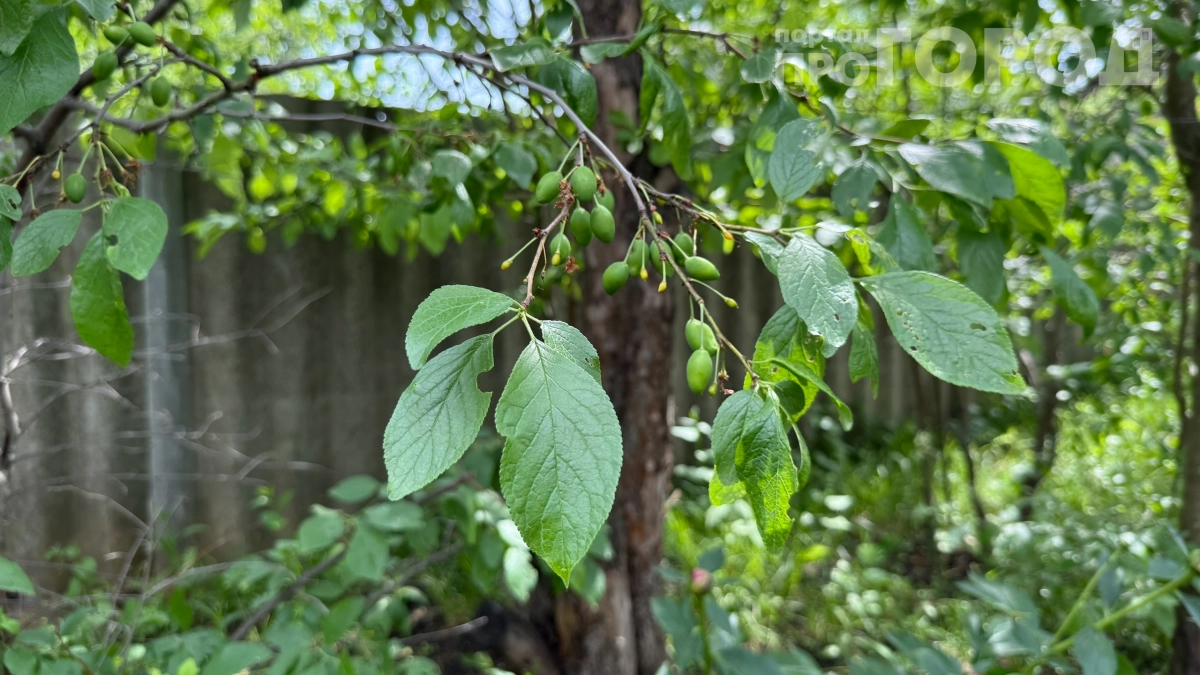 Золотая жила сада: какие сорта жёлтой сливы дадут урожай ведрами — секреты опытных садоводов