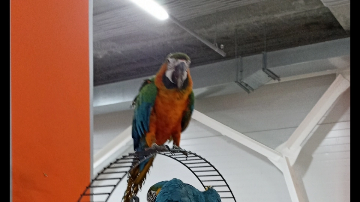 Не жалели ни малышей, ни кормящих самок: кучу нарушений нашли на выставке-зоопарке в Йошкар-Оле