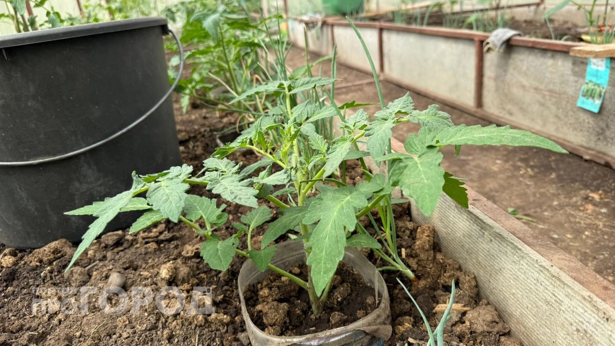 Стебель станет толще пальца уже через три дня: натуральная подкормка для перцев и томатов, которая точно работает