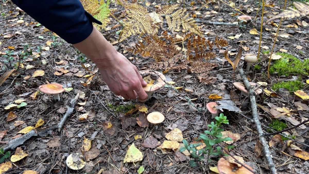 Этот гриб в разы вкуснее других: пойдет уже в апреле