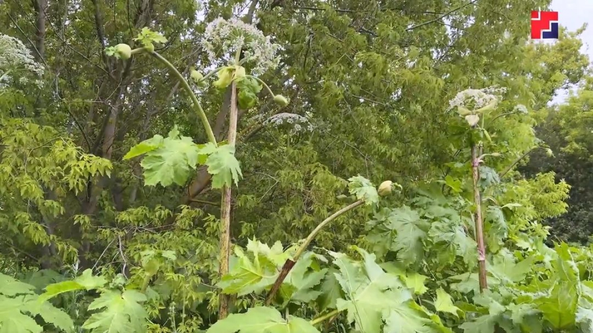 Борщевик Сосновского захватил 21 гектар сельхозземель Марий Эл