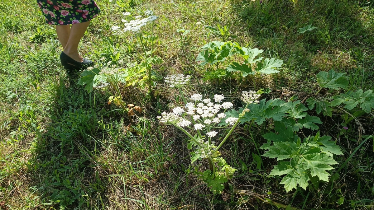 21 гектар полей борщевика нашли в Марий Эл