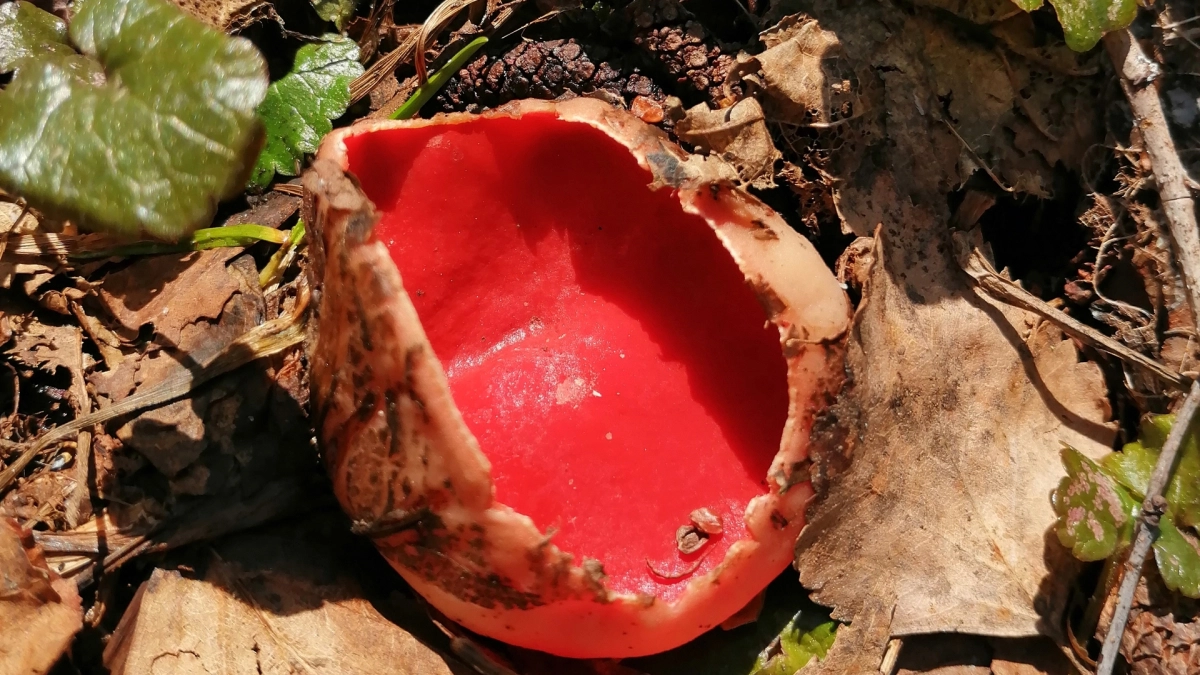 Первые грибы начали находить в лесах Марий Эл: список самых грибных мест перед будущим сезоном