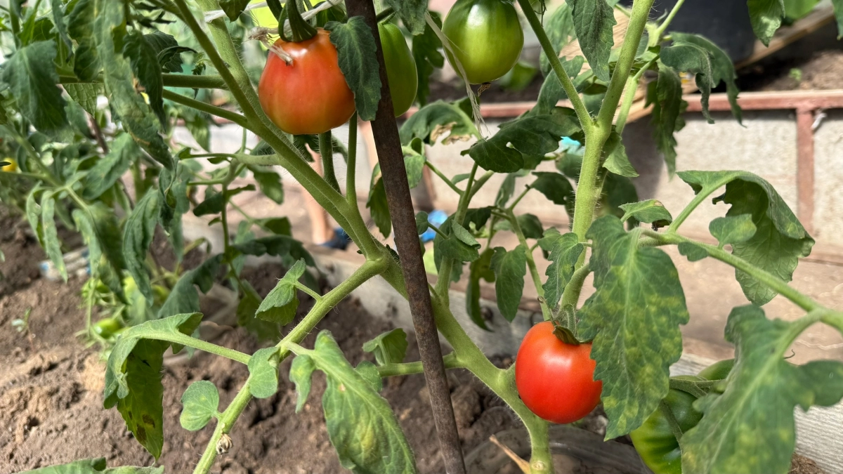 Томаты надуются в два раза больше от этого растения рядом: идеальное соседство