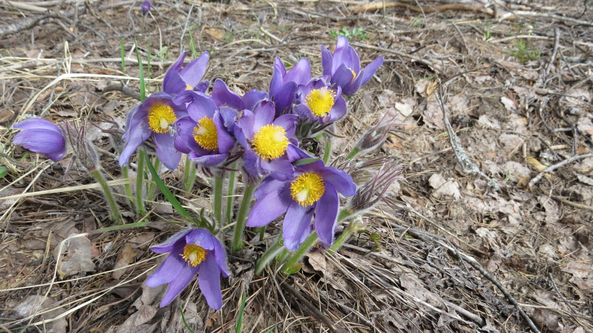 В марийских лесах взошли первоцветы