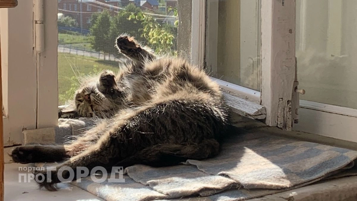 Почему кошки ложатся на больное место на самом деле: стоит помнить каждому хозяину