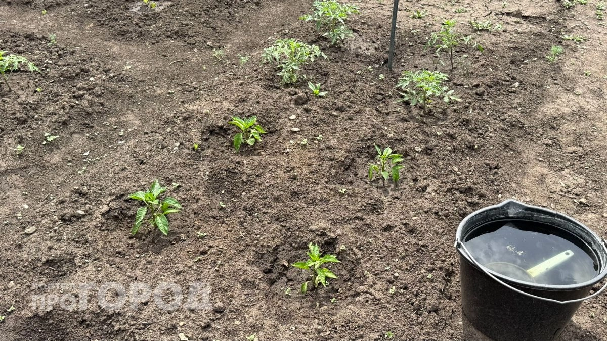 Пошел на риск и высадил томаты в холодную землю: честный отзыв на модный способ