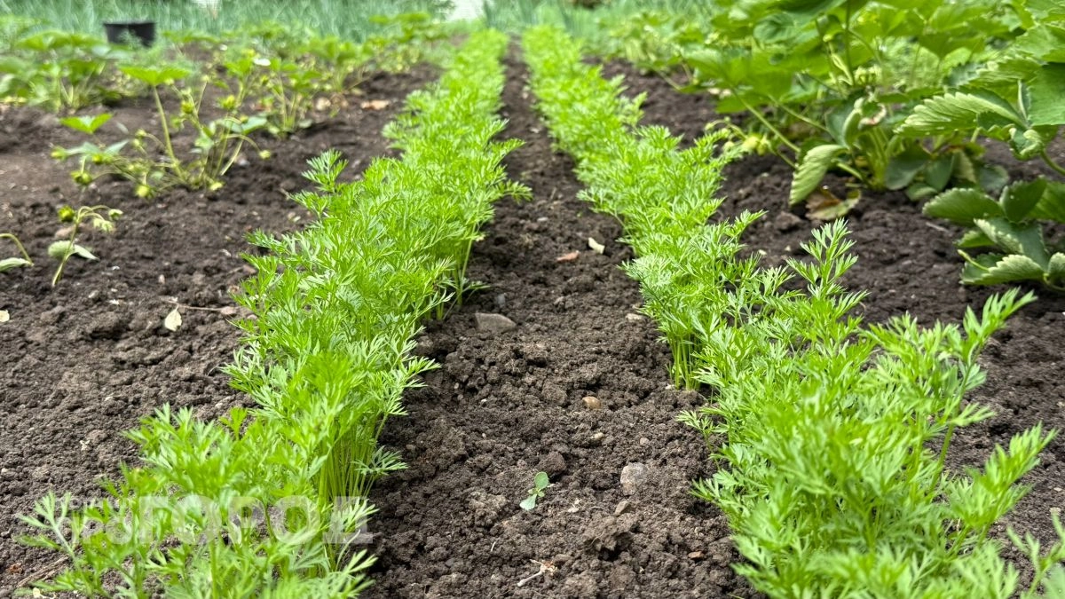 Три способа, о которых мало кто знает: как посеять морковь, чтобы получить дружные всходы за несколько дней