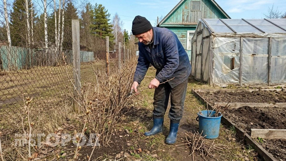 Простой трюк с содой - и садовая смородина стала здоровее и слаще: и не надо дорогих средств
