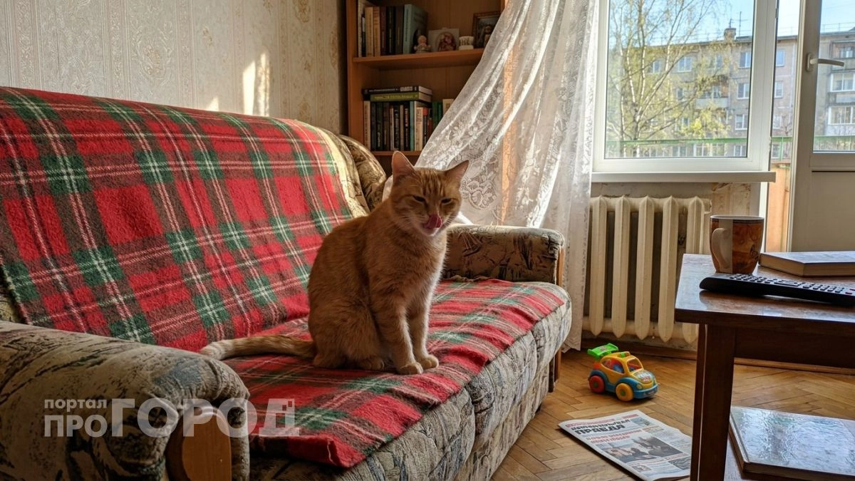 Смысла больше, чем кажется: почему кошка облизывает себе нос