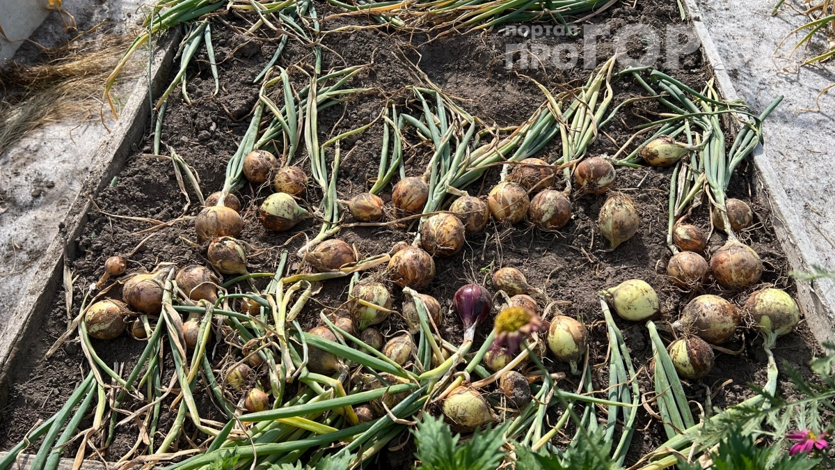 Мумификация по‑деревенски: один копеечный секрет — и лук без плесени и мух