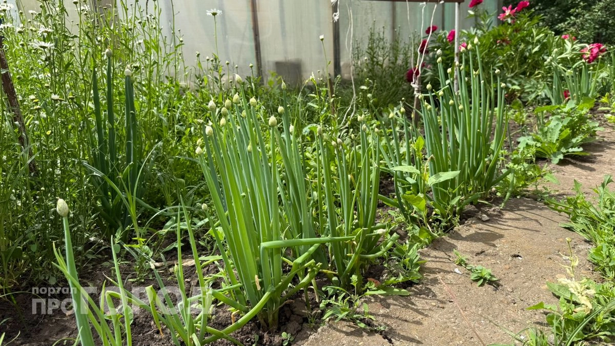 Вырастет по пояс с немыслимой скоростью: 3 секрета посадки лука, от которых он растет как на дрожжах