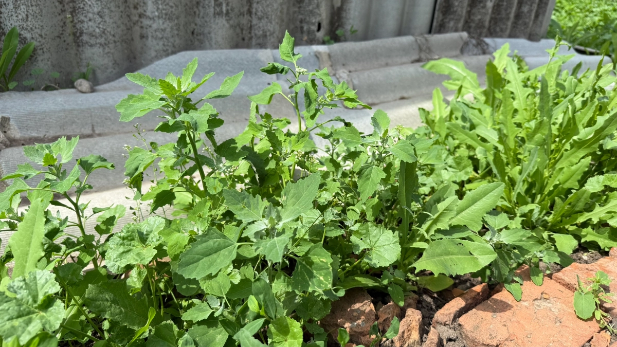 Эта трава "уволит" все сорняки и сама завянет через неделю: проверенный годами сидерат