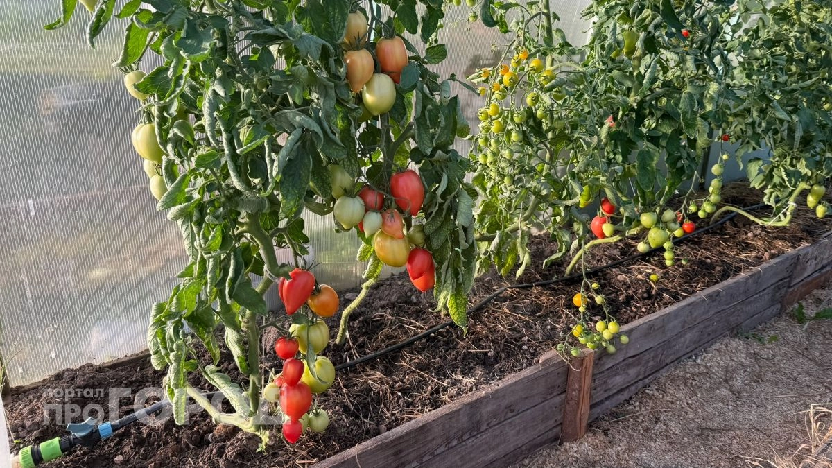 Мощные стебли и сладкие плоды: что положить в лунку при посадке томатов для идеального урожая