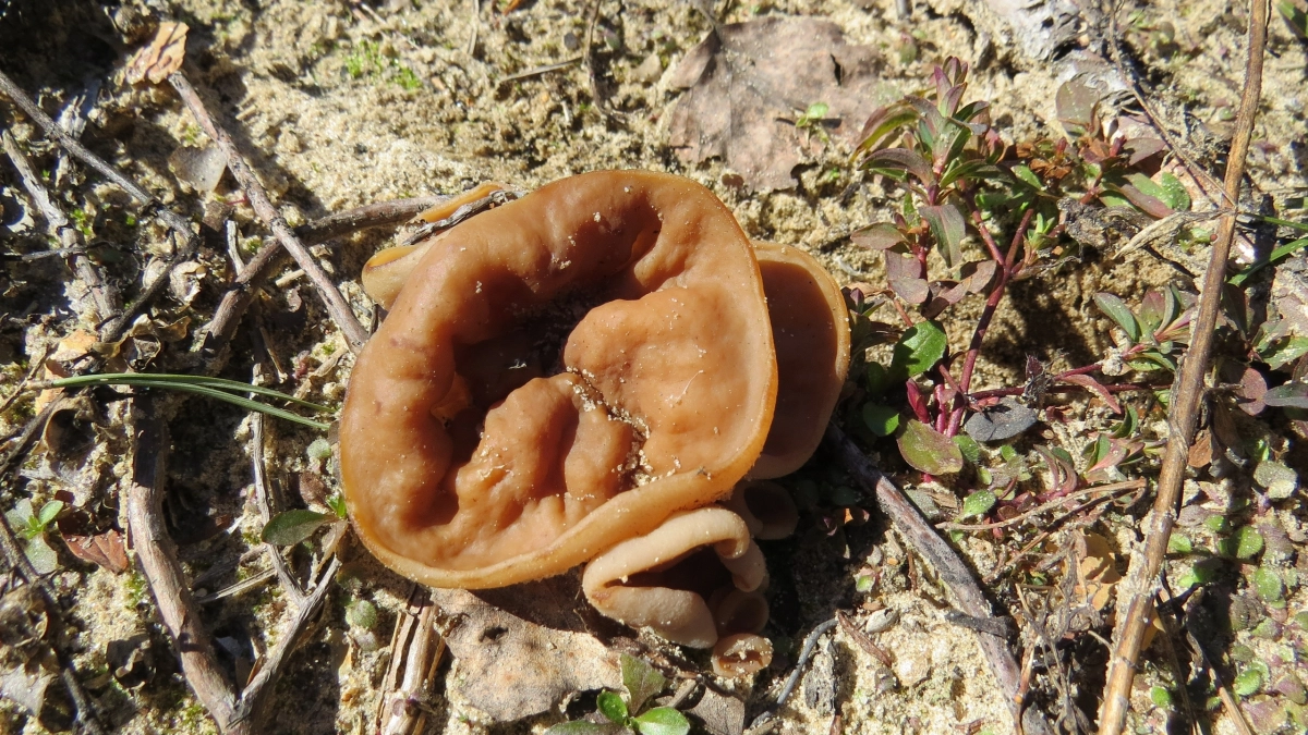 Первые грибы уже появились в Марий Эл