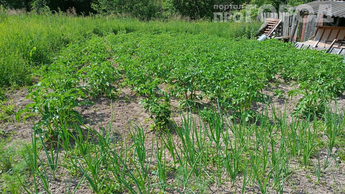 Японцы выстраиваются в очередь за этим растением, а мы его выпалываем: что растёт у нас в огороде — и почему это золото