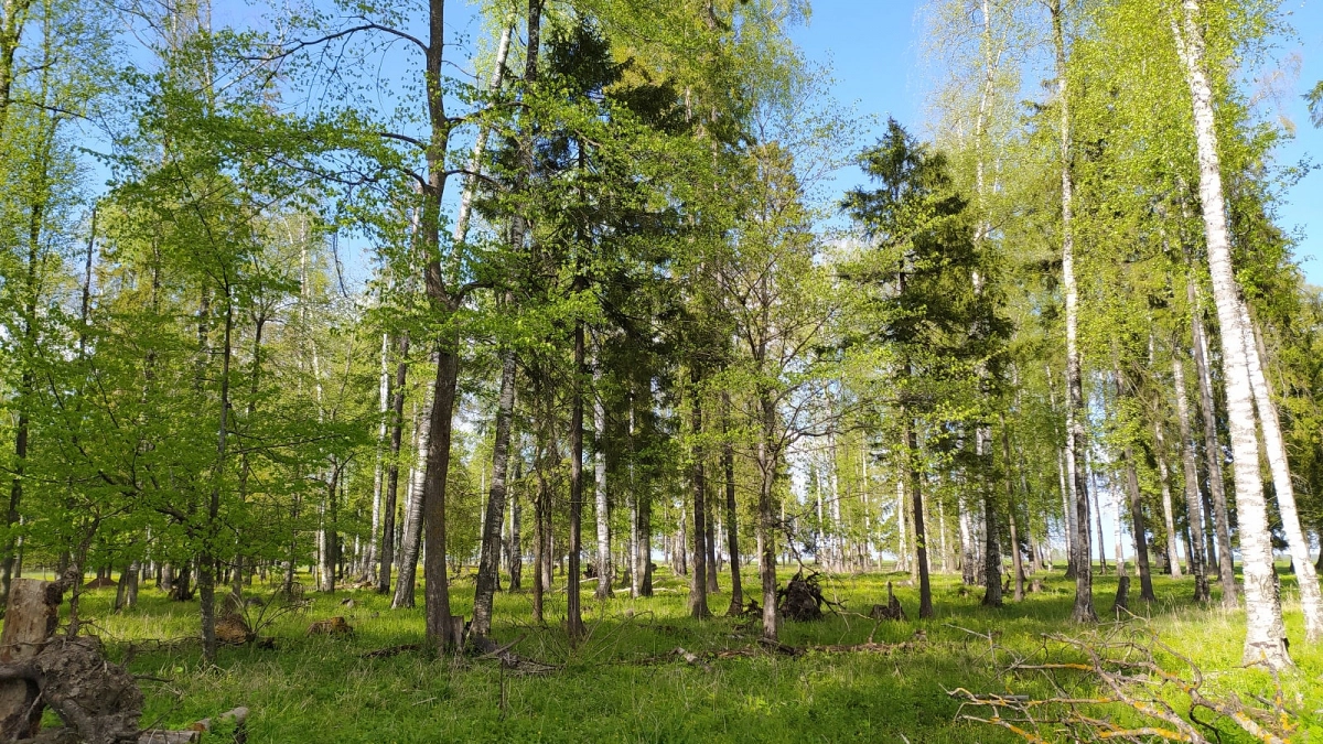 Житель посёлка Визимьяры рубил берёзы и ели и теперь заплатит полмиллиона