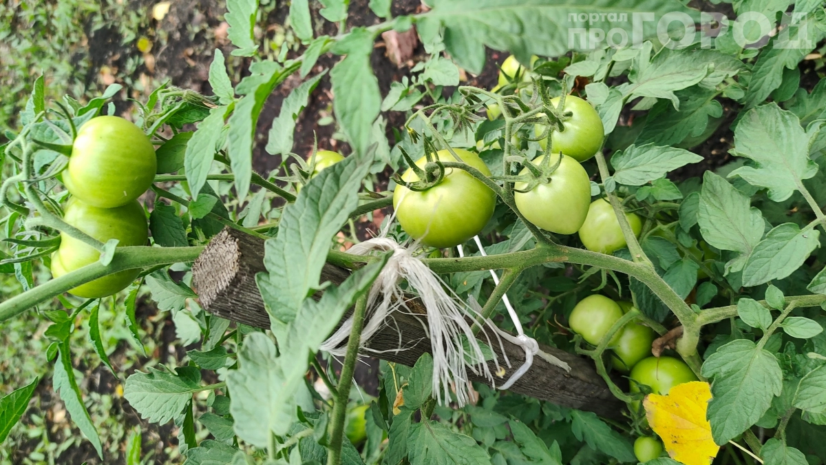 Лью стакан на грядки — и помидоры как на картинке: секрет богатого урожая за копейки