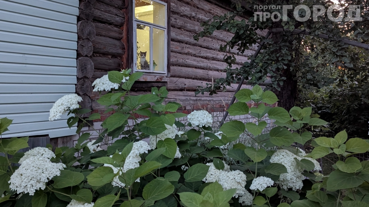 Не сажайте это у себя: 7 цветов, которые растут у вас дома и на даче — опасны для детей и животных