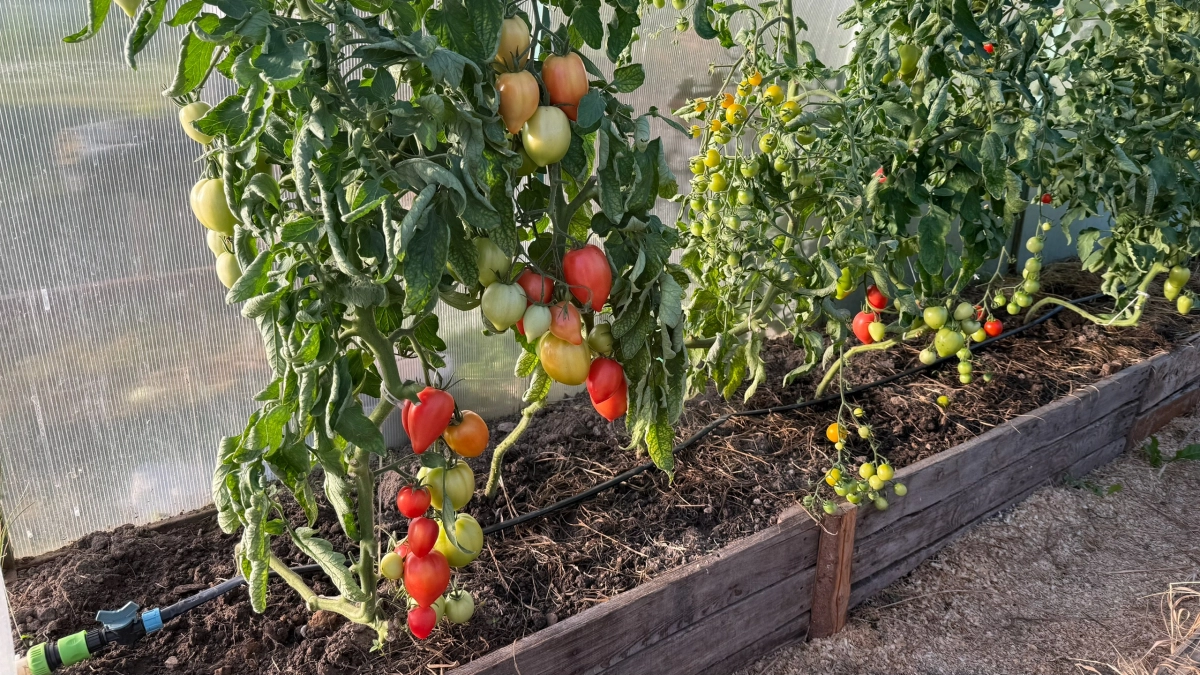 Заглядываю только за урожаем: посадила томаты и забыла – что для этого нужно