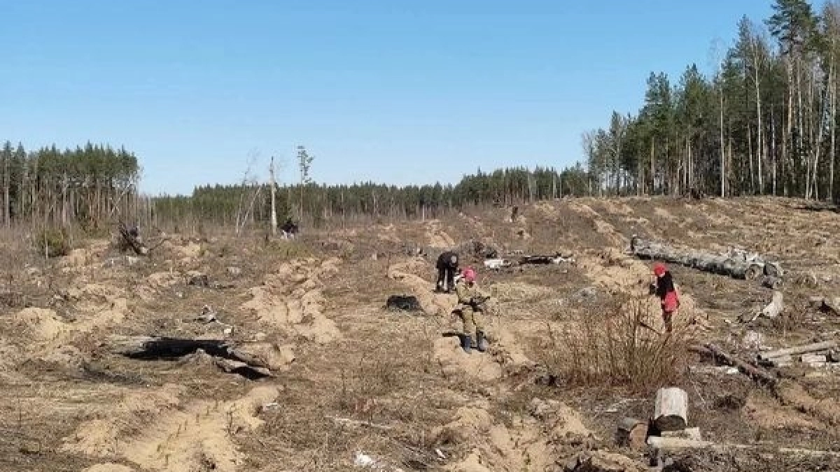 4,5 млн сеянцев деревьев посадят в Марий Эл в этом году