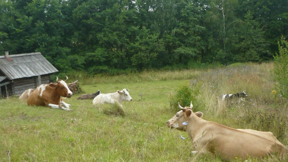В Марий Эл стало меньше фермеров