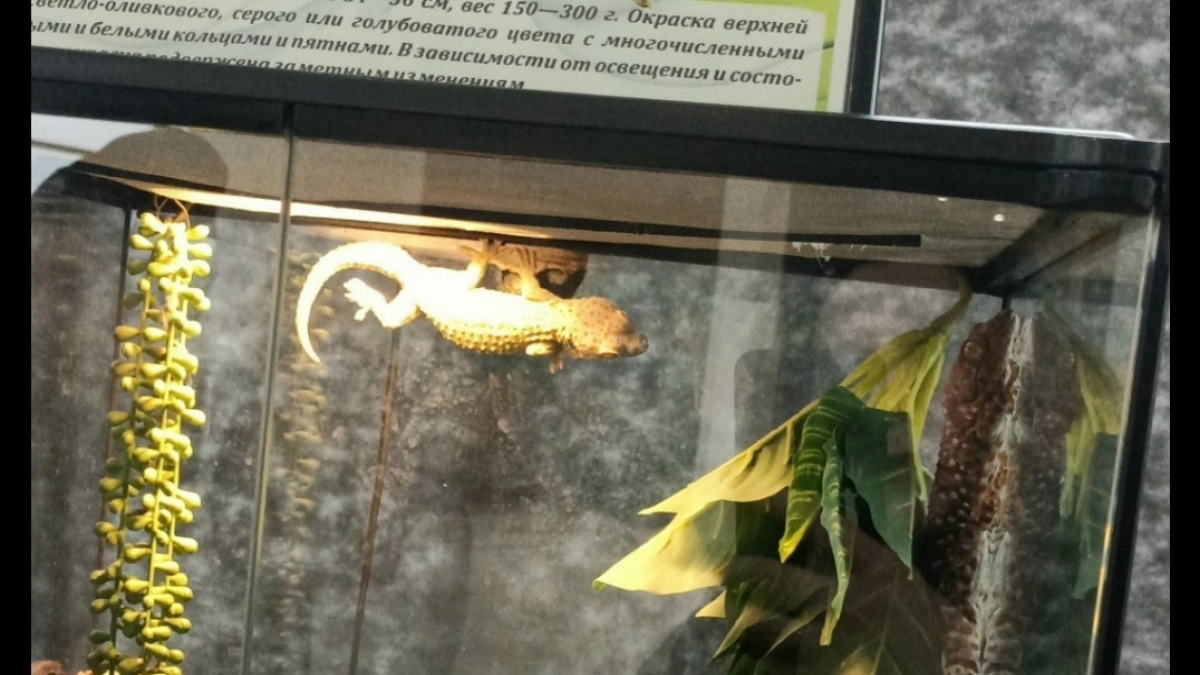 Пауков, лягушек и змей привезли в Йошкар-Олу без документов о здоровье и плана кормления